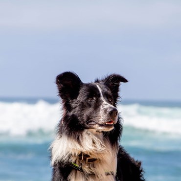 Dog Friendly Northern Beaches 8