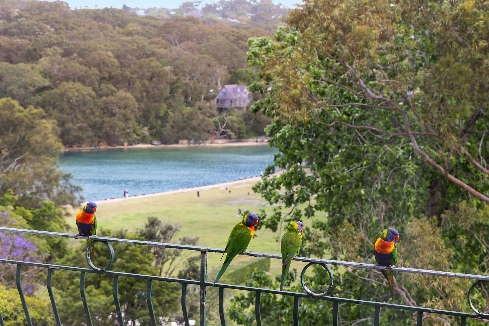 8/15 White Street, Balgowlah - Image 1