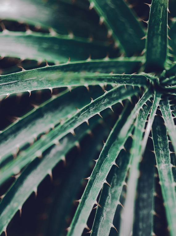 20.Spike Succulents
